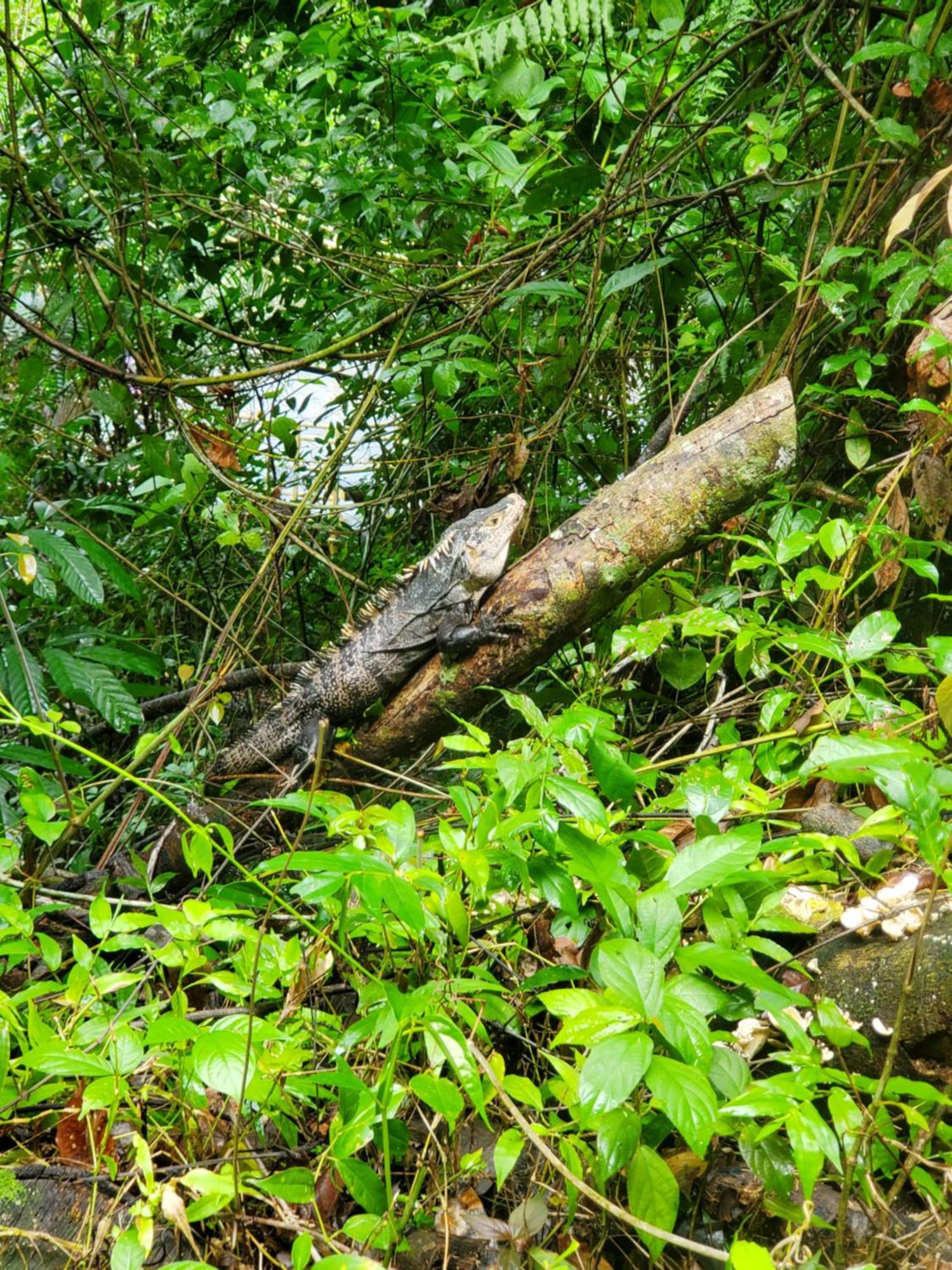 Hotel Villa Prats Manuel Antonio Eksteriør bilde
